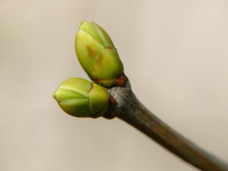 Close-up of branch of tree with two green buds