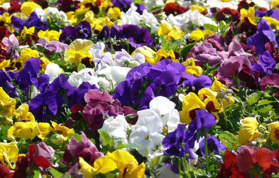 Field of pansies. Violet, yellow and white flowers.