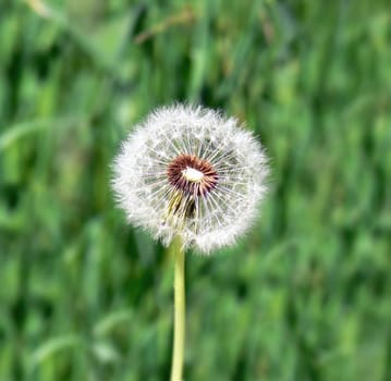 Single dandelion on a background of green grass