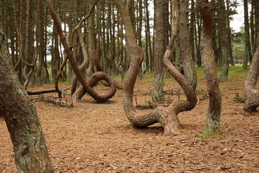 Trees grow in a geomagnetic zone extremely. Russia, Kaliningrad area, Coast of Baltic sea.