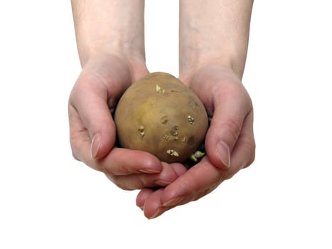 Potato in the hands on the white background