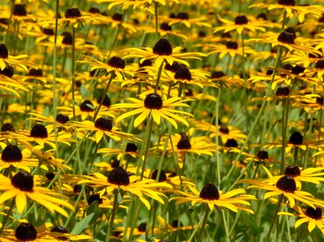 Field of yellow flowers lit by warm sun
