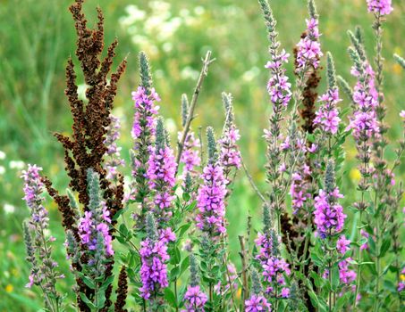 Summer meadow with pink flowers and green grass