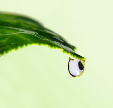 Close-up drop on the tip of green leaf