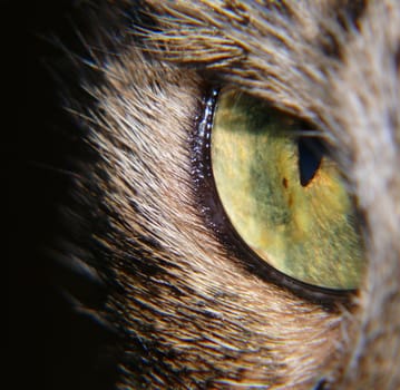 Extreme close-up of cat's eye in the dark