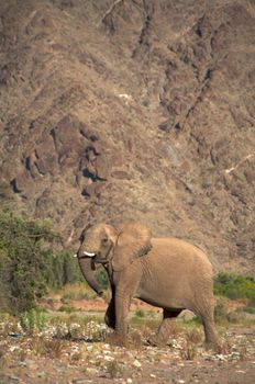 Elephant eating in a river bed in the Skeleton Coast Desert, Namibia