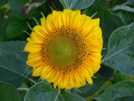 Little sunflower on background of green leaves