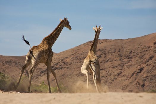 Giraffes running in the desert of Kaokoland, Namibia