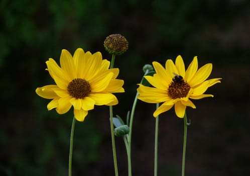 Two yellow flowers on the dark background