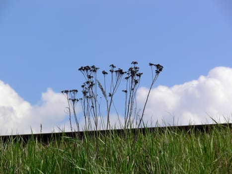 Green grass and clear blue sky with white clouds