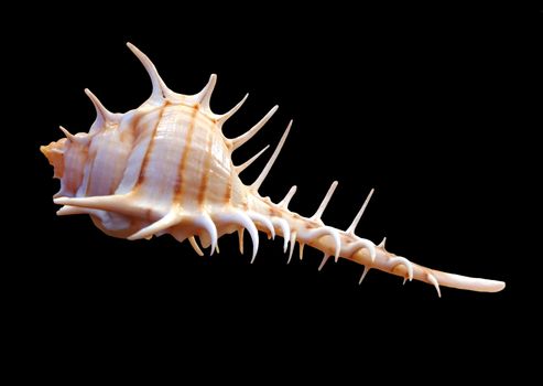 beautiful sea shell specie on black background