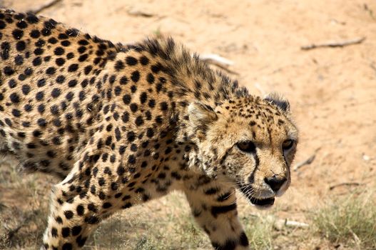 Close-up of Cheetha looking for food with desert background