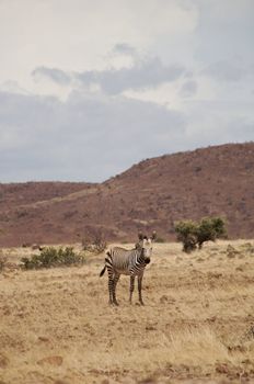 Baby zebra in the Kaokoland