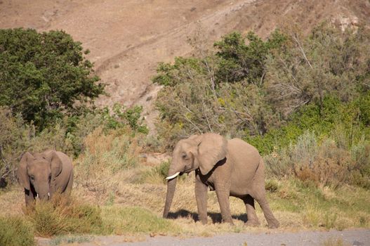 Elephants in the Skeleton Coast Desert