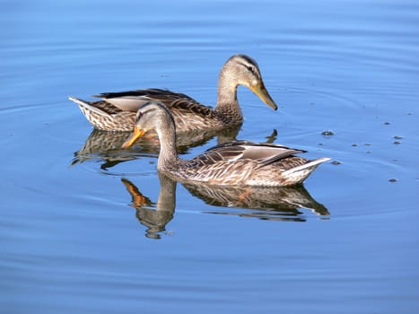 Two duck on the smooth blue surface of a lake