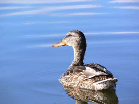 Single duck on the blue surface of a lake