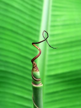 Close-up of a banana palm tree leaf and curled sprout