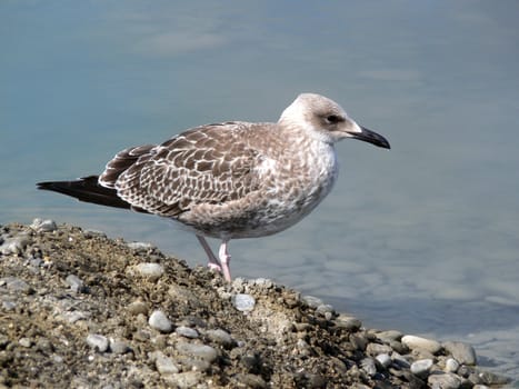 Single young seagull standing on the seashore