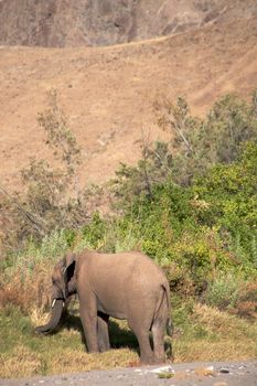 Elephant eating in a river bed in the Skeleton Coast Desert, Namibia