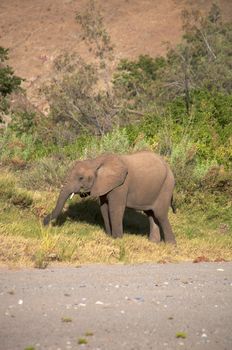 Elephant eating in a river bed in the Skeleton Coast Desert, Namibia