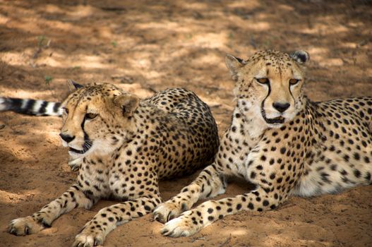 Cheetah resting on the floor, Harnas Reserve Namibia