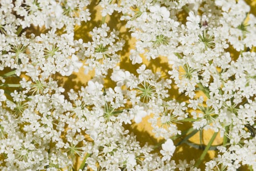 background delicate white flowers wild summer