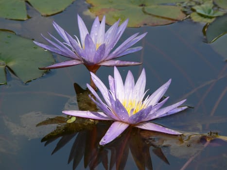 Flowers of water lilies on the surface of the water