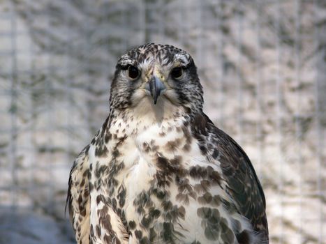 Bird of prey. Buzzard in zoo. Closeup portrait.