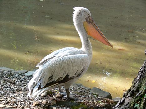 pelican standing on the coast near the water