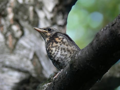 Nestling of the blackbird sitting on the tree