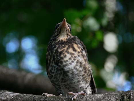 Nestling of the blackbird sitting on the tree