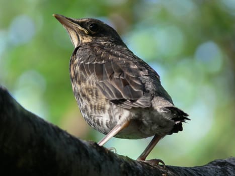 Nestling of the blackbird sitting on the tree