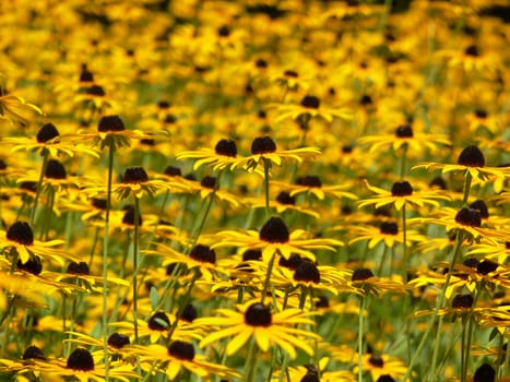 Sunny meadow of many little yellow flowers