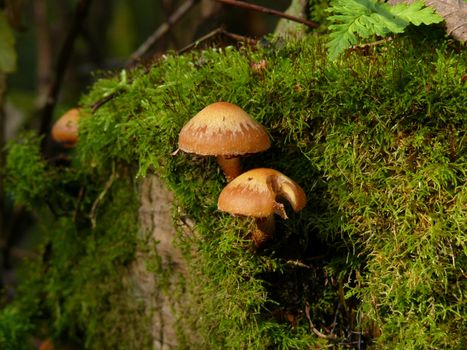 ogaric honeys on the moss-grown stump