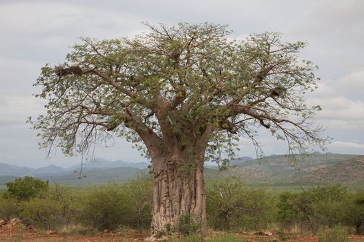 Baobab in the Koakoland in the north of Namibia