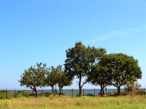 Landscape with trees, burnt grass and blue sky.