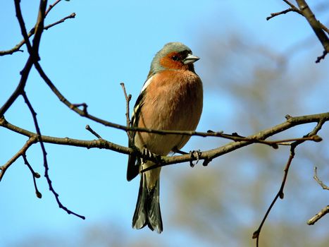 Chaffinch sitting on the branch