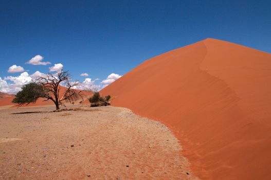 Dune sea of the Namib desert during a hot day
