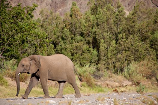 Elephants in the Skeleton Coast Desert