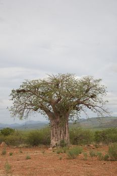 Baobab in the Koakoland in the north of Namibia