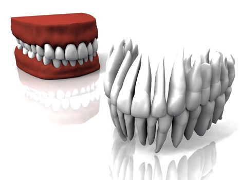 the teeth and false teeth