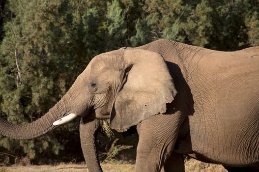 Elephants in the Skeleton Coast Desert