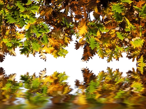 the oak  leaves in autumn