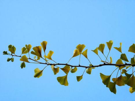 branch and leaves of ginkgo