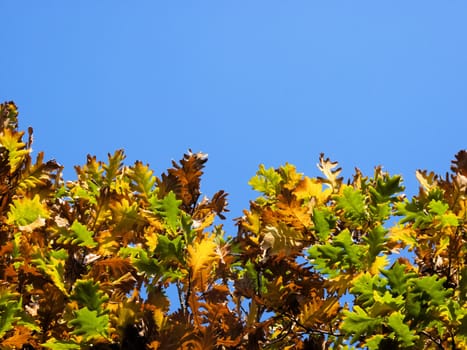 the oak  leaves in autumn