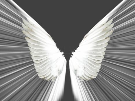 the wings on a black background