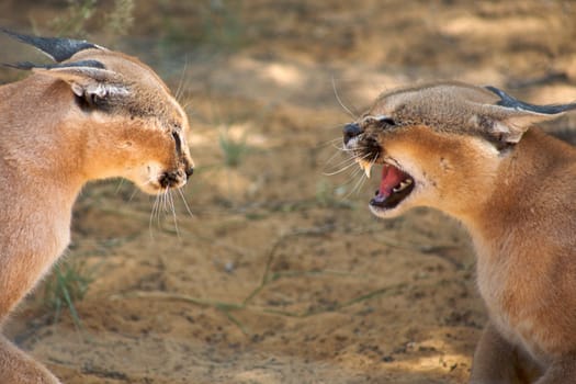 Caracals fighting in Harnas Foundation in Namibia