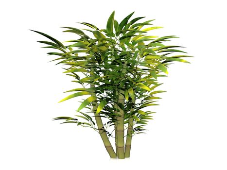 the bamboo bush on white background