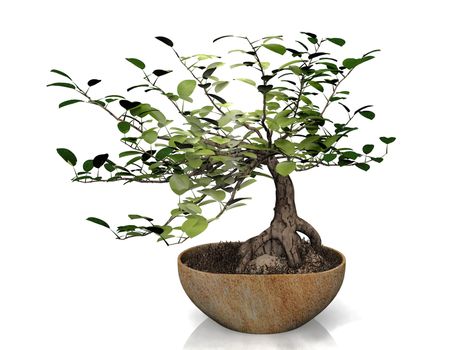 bonzai  on a white background