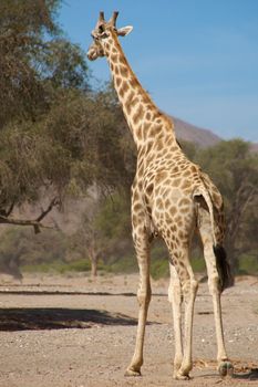 giraffe in the desert of koakoland